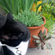 Illustration for article titled Guys, my bowl of succulents looks awesome